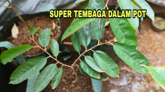 Cara Merawat Bibit Durian dalam Polybag Saat Musim Kemarau Biar Tetap Subur