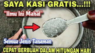 Pupuk Racikan Super Murah untuk Membuat Tanaman Subur, Bunga Lebat, dan Buah Tidak Rontok