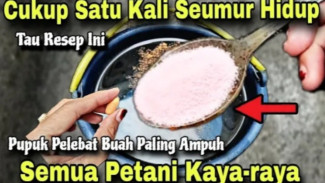 Pupuk Organik Super Murah dari Bahan Dapur: Bikin Tanaman Subur, Bunga & Buah Lebat