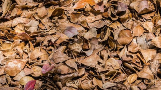 Tips Mudah Membuat Pupuk Kompos Organik dari Daun Kering, Simpel tapi Bisa Bikin Tanaman Subur!