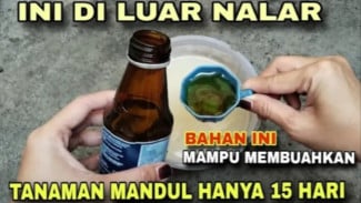 Mau Tanaman Berbunga dan Berbuah Lebat, Coba Bikin Racikan Pupuk Alami Super Ini