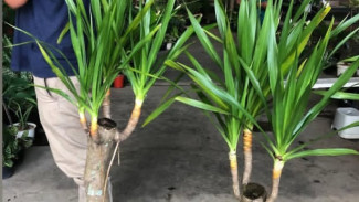 Cara Mudah Stek Pandan Bali Agar Tidak Busuk