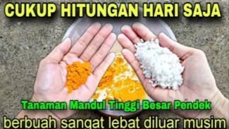 Pupuk Organik Cair Super Dahsyat dari Bahan Sederhana