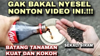 Batang Tanaman Jadi Kuat dan Kokoh Cukup Sekali Siram, Ini Rahasia Pupuk Racikan Murah