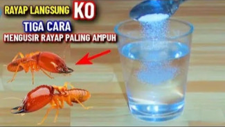 Bikin Rayap Auto Minggat! Tiga Jurus Rahasia Basmi Hama Kayu Cuma Pakai Bahan Gratis!