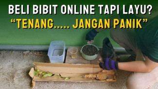Bibit Tanaman dari Online Shop Layu dan Mati, Begini Cara Tepat Merawatnya!