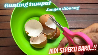 Gunting Tumpul Jadi Tajam Lagi Pakai Kulit Telur, Begini Cara Mudah dan Murah
