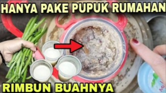 Cara Membuat Pupuk Organik Cair dari Sampah Dapur