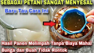 Cabai Subur Bikin Tetangga Melirik, Ini Rahasia Pupuk Ajaib, Bikin Tanaman Cepat Berbunga dan Berbuah