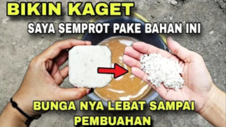 Modal Bahan Dapur, Ini Cara Murah dan Super Ampuh Bikin Pupuk Organik Cair