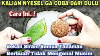 Sudah Coba Pupuk Lain Tapi Hasilnya Nggak Puas, Ini Rahasia Pupuk Racikan Sederhana agar Tanaman Berbuah Lebat