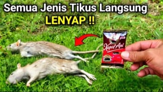 Cara Ampuh Usir Tikus dari Plafon dan Dapur Hanya dengan Modal Kamper dan Bubuk Kopi