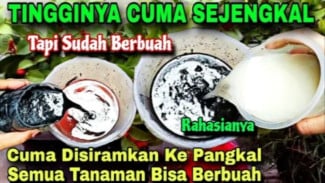 Rahasia Pupuk Organik Cair dari Limbah Dapur: Tanaman Sejengkal Sudah Berbunga!