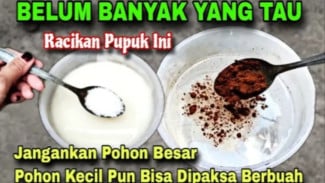 Cara Membuat Pupuk Super Dahsyat dari 3 Bahan Dapur Sederhana