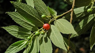 Manfaat Daun Kersen untuk Menurunkan Gula Darah