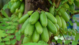 Manfaat dan Cara Mengolah Belimbing Wuluh untuk Turunkan Asam Urat