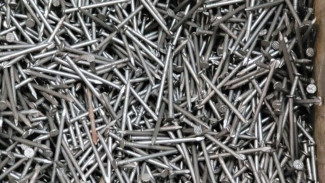 8 Macam Jenis Paku yang Perlu Kamu Kenali