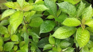 Ramuan Herbal Daun Keji Beling untuk Membantu Mengatasi Batu Ginjal