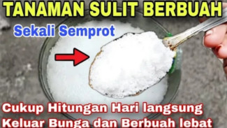 Rahasia Racikan Pupuk Sederhana untuk Melebatkan Semua Jenis Tanaman