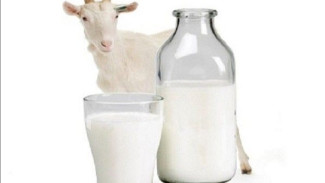 7 Manfaat Luar Biasa Konsumsi Susu Kambing untuk Kesehatan