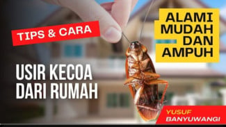 Terbukti Ampuh! Ini 9 Cara Usir Kecoa Bahan Alami, Langsung Kabur dari Rumah!
