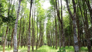 Pantas Mahal, Ini Manfaat Kayu Gaharu, Si Emas Hijau dengan Segudang Manfaat Kesehatan
