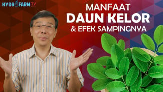 6 Efek Mengejutkan Daun Kelor, Ampuh Tingkatkan Memori Hingga Cegah Penyakit Berbahaya