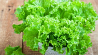 Manfaat Daun Selada untuk Kesehatan: Kaya Nutrisi, Bikin Sehat dan Tidur Lebih Nyenyak