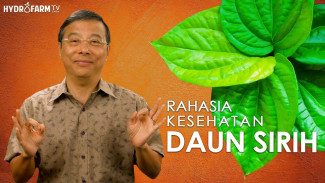 10 Fakta Luar Biasa Daun Sirih, Ramuan Alami Serbaguna Untuk Kesehatan dan Kebugaran Tubuh