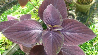 Manfaat Daun Ungu, Herbal Alami untuk Wasir, Diabetes, dan Peradangan
