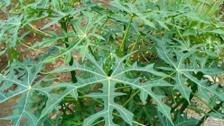 Manfaat Daun Gedi: Sayur Tradisional Penuh Nutrisi, Wajib Diketehui