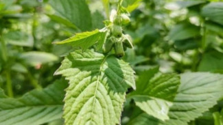 Manfaat Daun Sintrong untuk Kesehatan dan Cara Pengolahannya