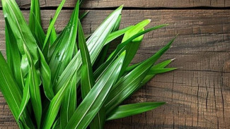 Kombinasi Daun Pandan dan Jahe, Solusi Alami Atasi 3 Penyakit Jutaan Orang!