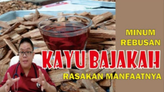 Ternyata Kayu Bajaka Bisa Lawan Kanker! Ini Fakta Mengejutkan dari Hutan Kalimantan