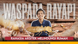 Waspada Rayap! Musuh Kecil yang Bikin Bangunan Jebol dan Rugi Triliunan