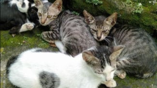Solusi Ampuh Agar Rumah Bebas Bau Walaupun Pelihara Banyak Kucing