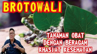 Rasanya Pahit Tapi Khasiatnya Dahsyat! Inilah Manfaat Brotowali Bisa Turunkan Gula Darah, Lawan Malaria, dan Lindungi Ha