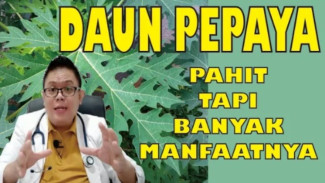 Ternyata Daun Pepaya Bisa Turunkan Gula Darah, Sembuhkan DBD, dan Cegah Rambut Rontok! Nomor 5 Paling Bikin Kaget!