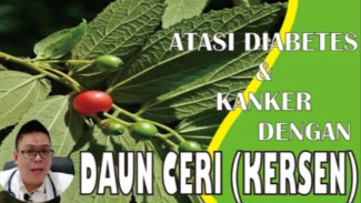 Rahasia Daun Kersen! Obat Alami Penurun Gula Darah, Kolesterol, Asam Urat, dan Pencegah Kanker!
