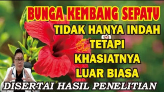 Manfaat Bunga Kembang Sepatu! Ternyata Bisa Turunkan Tekanan Darah dan Atasi Rambut Rontok, Begini Cara Mengolahnya!