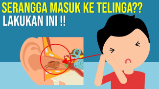 Serangga Masuk Telinga? Begini Langkah Aman ala Dokter THT