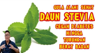 Daun Stevia, Si Manis Tanpa Gula! Turunkan Gula Darah, Tekanan Darah, dan Bikin Langsing Secara Alami