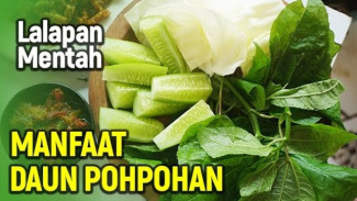 7 Rahasia Daun Pohpohan yang Bikin Kaget, Ternyata Bisa Lawan Diabetes dan Jaga Tubuh Tetap Fit!