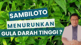 Benarkah Ramuan Sambiloto Ampuh Turunkan Gula Darah? Simak Fakta dan Aturan Pakainya!
