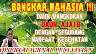Ternyata Daun Ini Bisa Bikin Sehat, Awet Muda, dan Lancar ASI! Rahasia Alami dari Daun Mangkokan yang Jarang Diketahui!
