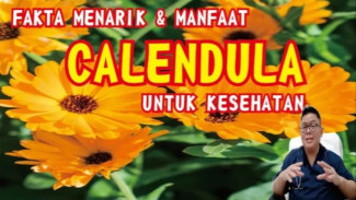 Rahasia Ajaib Bunga Kalendula: Si Oranye Cantik yang Bisa Sembuhkan Luka dan Cegah Penuaan!