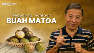Buah Matoa, Si Manis dari Papua yang Diam-diam Bisa Lawan Kanker dan Turunkan Gula Darah