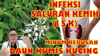 Rahasia Daun Kumis Kucing: Herbal Murah yang Bisa Atasi Infeksi Saluran Kemih!