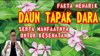 Bukan Sekadar Tanaman Hias! Daun Tapak Darah Ternyata Bisa Lawan Kanker dan Diabetes!