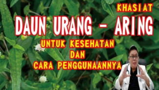 Manfaat Luar Biasa Daun Urang Aring untuk Rambut dan Kesehatan Tubuh